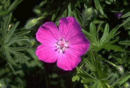 Geranium sanguineum P9 - afbeelding 1