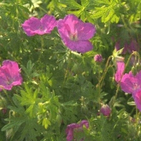 Geranium sanguineum P9 - afbeelding 4