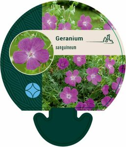 Geranium sanguineum P9 - afbeelding 6