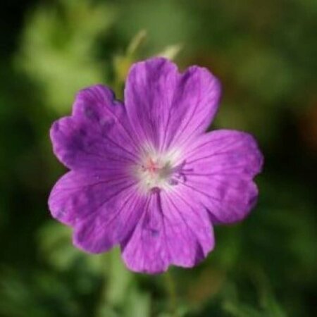 Geranium sanguineum P9 - afbeelding 5