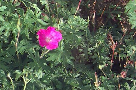 Geranium sanguineum P9 - afbeelding 3