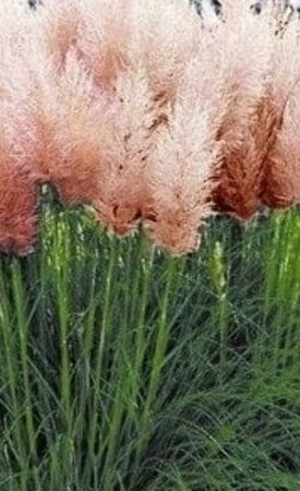 Cortaderia selloana 'Rosea' C2 - afbeelding 2