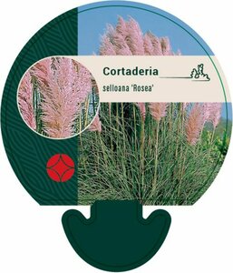 Cortaderia selloana 'Rosea' C2 - afbeelding 1