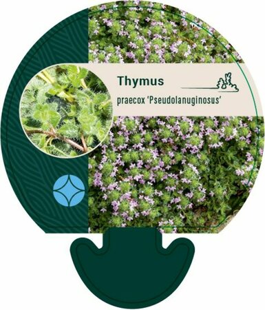 Thymus praecox 'Pseudolanuginosus' P9