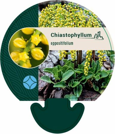 Chiastophyllum oppositifolium P9 - afbeelding 3