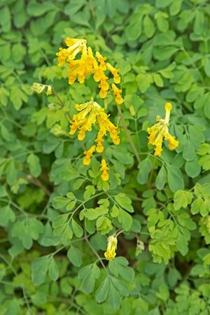 Corydalis lutea P9 - afbeelding 2