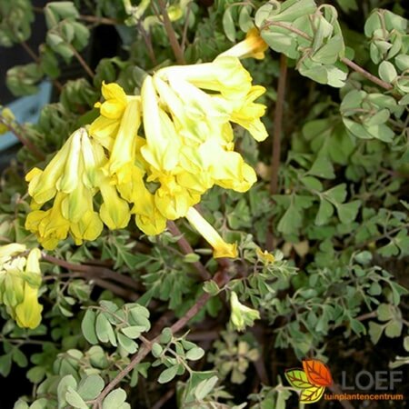 Corydalis lutea P9 - afbeelding 1