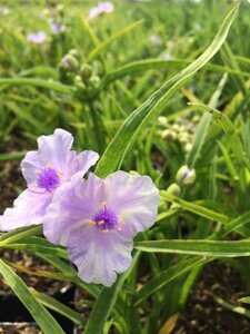 Tradescantia (A) 'Little Doll' P9 - afbeelding 1