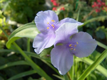 Tradescantia (A) 'Little Doll' P9 - afbeelding 2