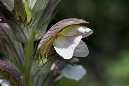 Acanthus hungaricus P9 - afbeelding 3