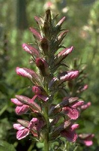 Acanthus hungaricus P9 - afbeelding 1