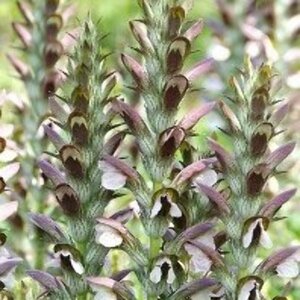 Acanthus hungaricus P9 - afbeelding 2