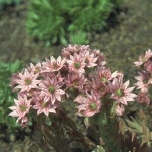 Sempervivum arachnoideum P9 - afbeelding 3