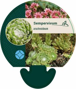 Sempervivum arachnoideum P9 - afbeelding 4