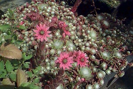 Sempervivum arachnoideum P9 - afbeelding 2