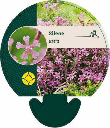 Silene schafta P9 - afbeelding 4