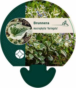 Brunnera macr. 'Variegata' P9 - afbeelding 2