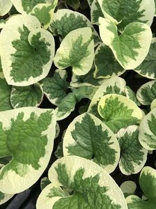 Brunnera macr. 'Variegata' P9 - afbeelding 1