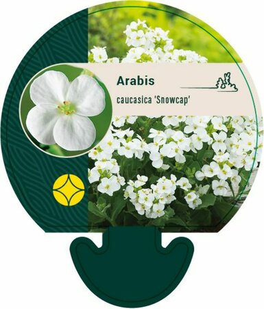 Arabis caucasica 'Snowcap' P9