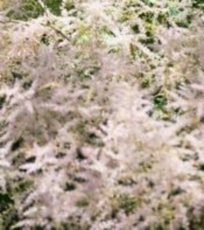 Astilbe simplex 'Hennie Graafland' P9 - afbeelding 2