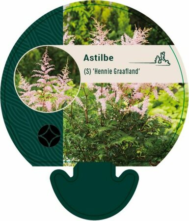 Astilbe simplex 'Hennie Graafland' P9 - afbeelding 1