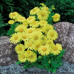 Doronicum or. 'Little Leo' P9 - afbeelding 2