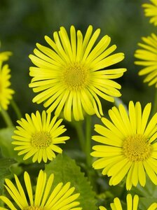 Doronicum or. 'Little Leo' P9 - afbeelding 3