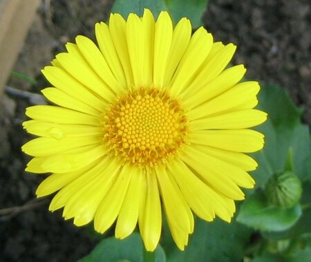 Doronicum or. 'Little Leo' P9 - afbeelding 4