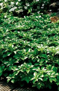 Pachysandra terminalis P9 - afbeelding 3