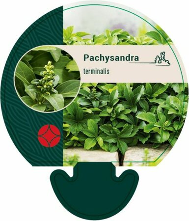 Pachysandra terminalis P9 - afbeelding 4