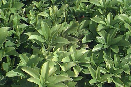 Pachysandra terminalis P9 - afbeelding 1