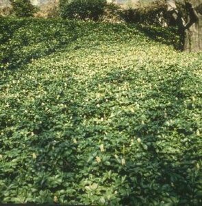 Pachysandra terminalis P9 - afbeelding 10