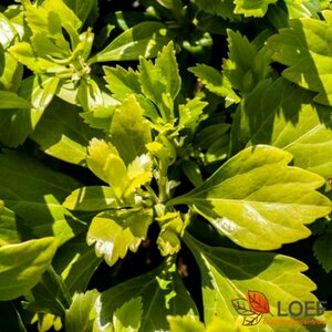 Pachysandra terminalis P9 - afbeelding 9