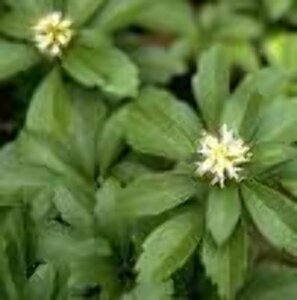 Pachysandra terminalis P9 - afbeelding 11