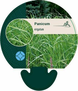 Panicum virgatum P9 - afbeelding 1