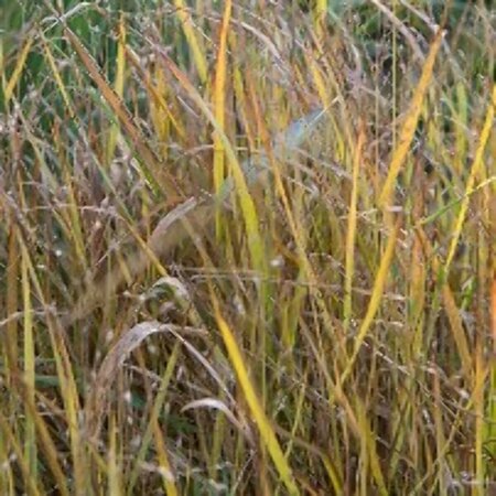 Panicum virgatum P9 - afbeelding 2