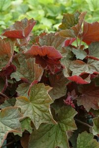 Heuchera 'Brownies' P9 - afbeelding 1