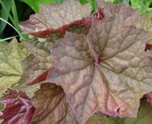 Heuchera 'Brownies' P9 - afbeelding 2