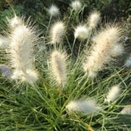 Pennisetum villosum P9 - afbeelding 1