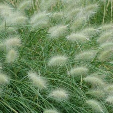 Pennisetum villosum P9 - afbeelding 2