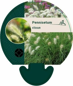 Pennisetum villosum P9 - afbeelding 3