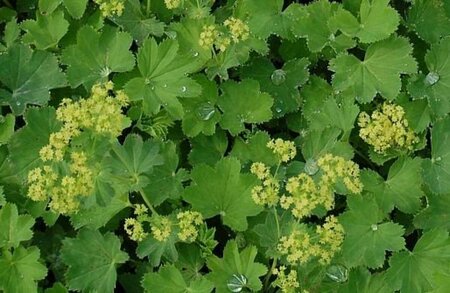 Alchemilla epipsila P9 - afbeelding 2