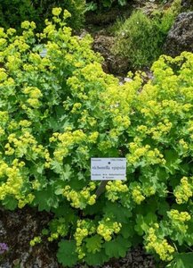 Alchemilla epipsila P9 - afbeelding 1