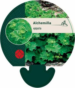 Alchemilla epipsila P9 - afbeelding 3