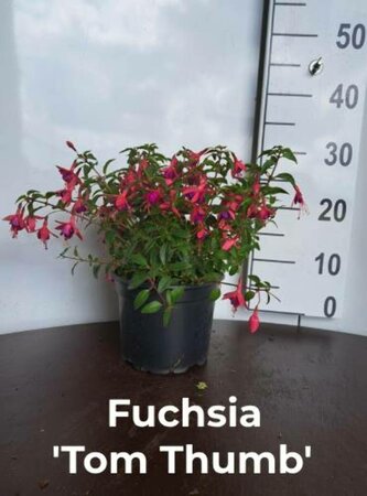 Fuchsia 'Tom Thumb' P9 - afbeelding 2