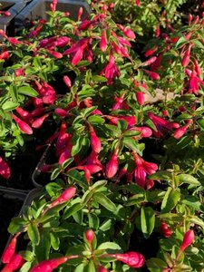 Fuchsia 'Tom Thumb' P9 - afbeelding 1