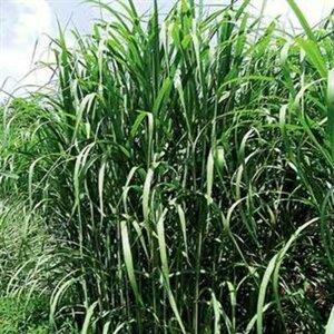 Miscanthus giganteus P9 - afbeelding 1