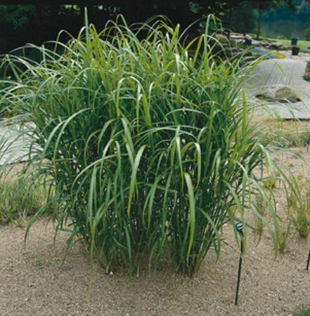 Miscanthus giganteus P9 - afbeelding 2