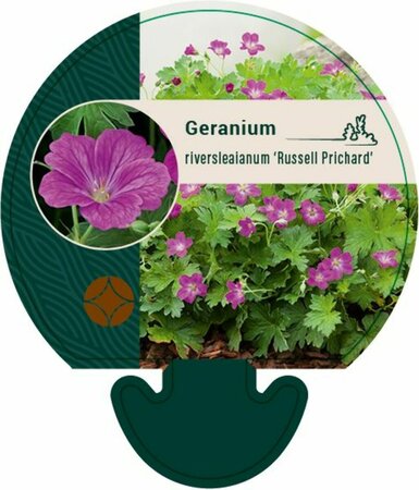 Geranium riversleaianum 'Russell Prichard' P9 - afbeelding 2