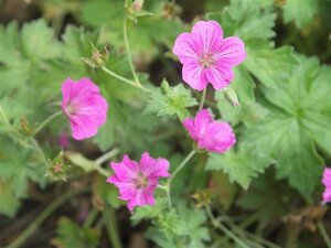 Geranium riversleaianum 'Russell Prichard' P9 - afbeelding 3